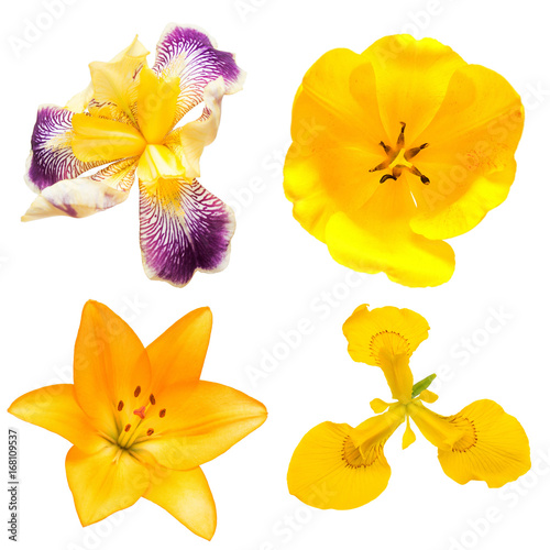 Fototapeta Naklejka Na Ścianę i Meble -  Collection of beautiful yellow daisy flowers, lily, iris and tulip on a white background. Flat lay, top view