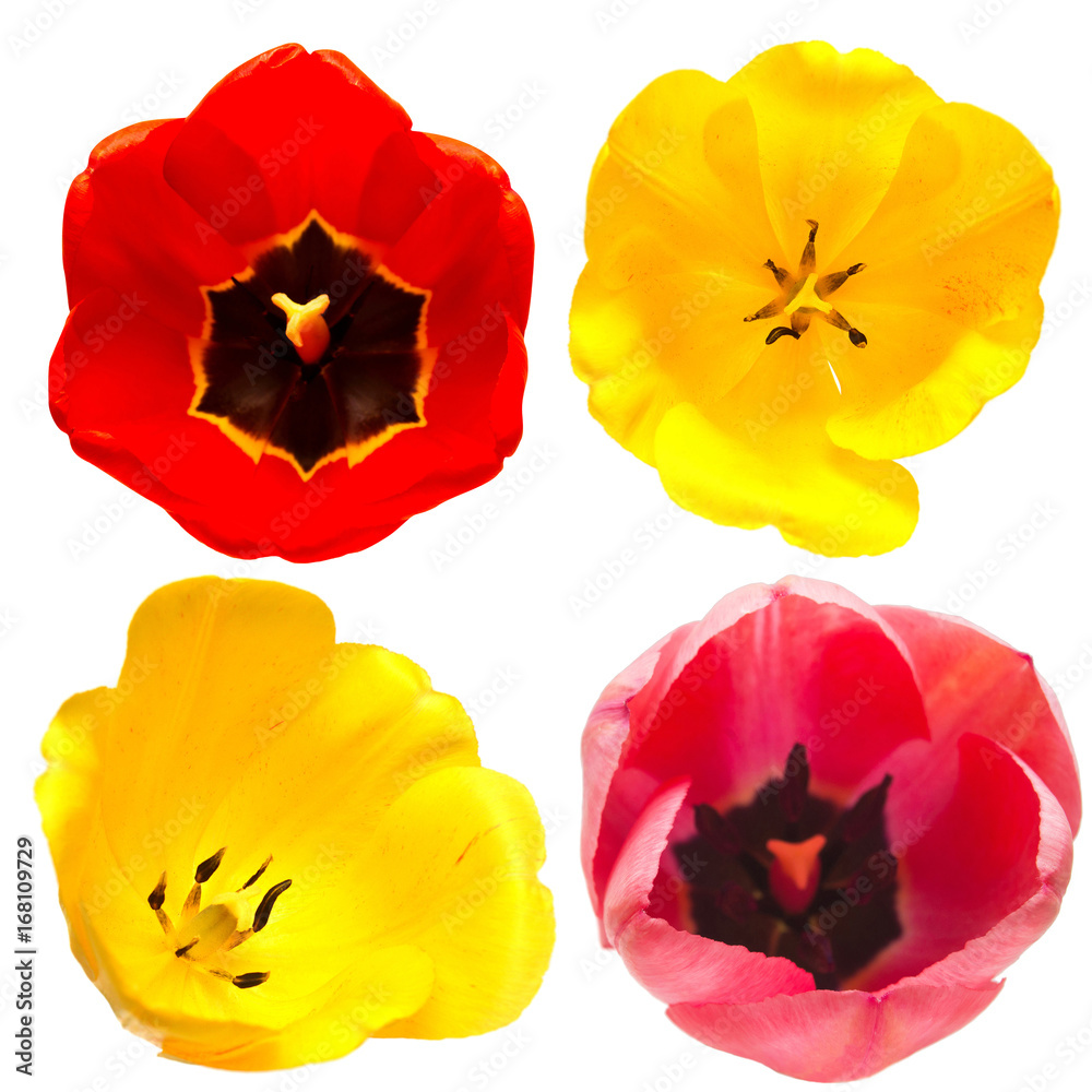 Naklejka premium Collection of different shapes and types of tulip flowers isolated on white background. Red, yellow, pink. Flat lay, top view