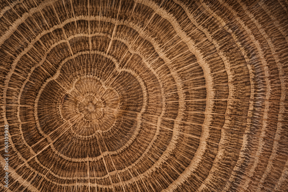 Wood oak circle texture slice background.