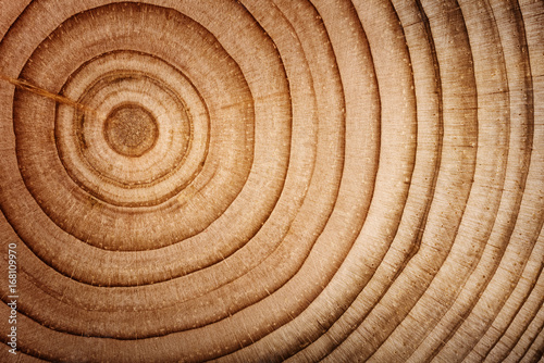 Wood cedar circle texture slice background.