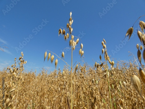 Oat Crop Field