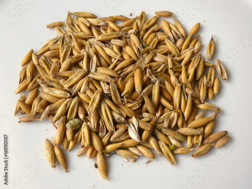 Oat Grain