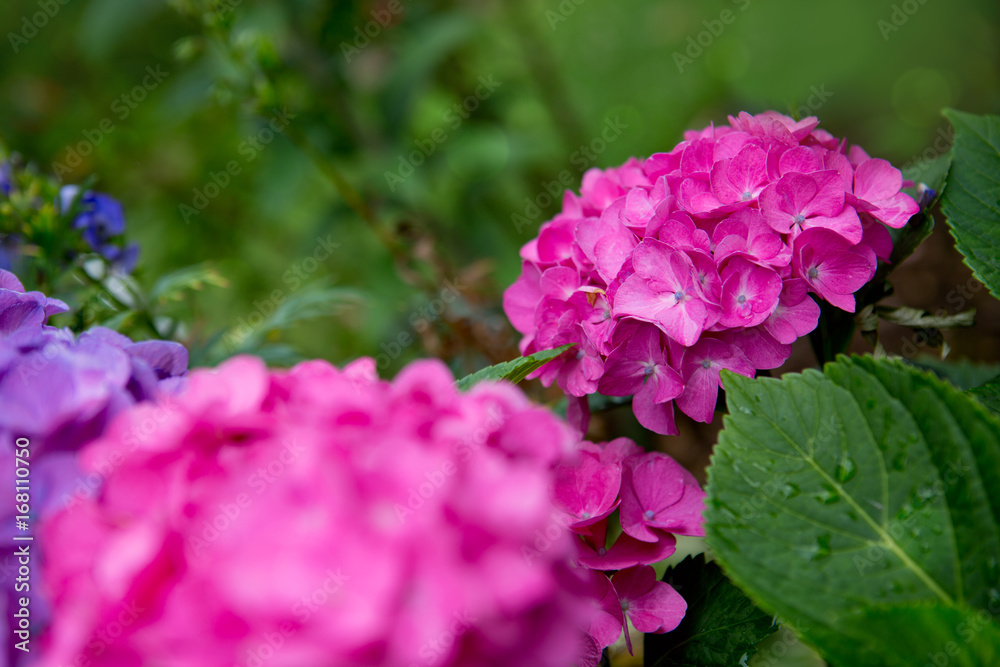 Pink Hydrangeas background.