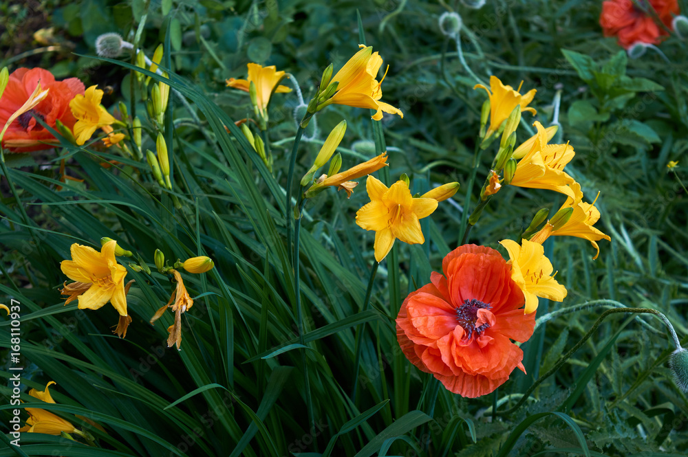 A flower bed with red poppies and yellow lilies. The design of a country house