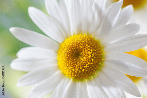 Chamomile among flowers