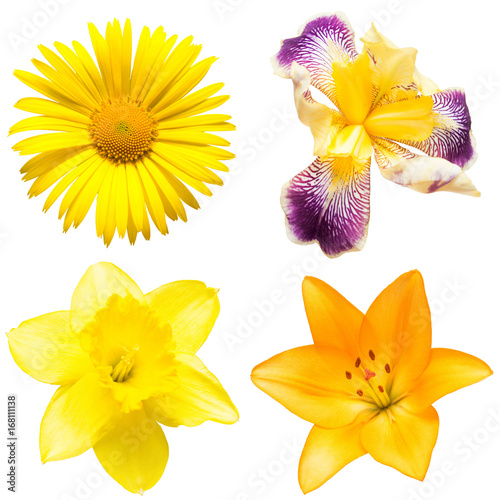 Fototapeta Naklejka Na Ścianę i Meble -  Collection of beautiful yellow daisy flowers, lily, iris and daffodil on a white background. Flat lay, top view