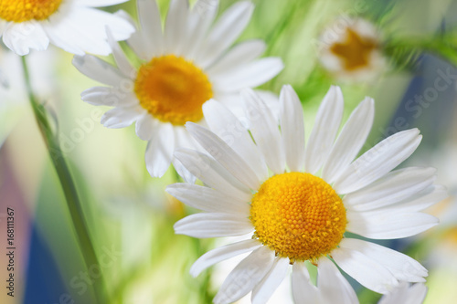 Chamomile among flowers