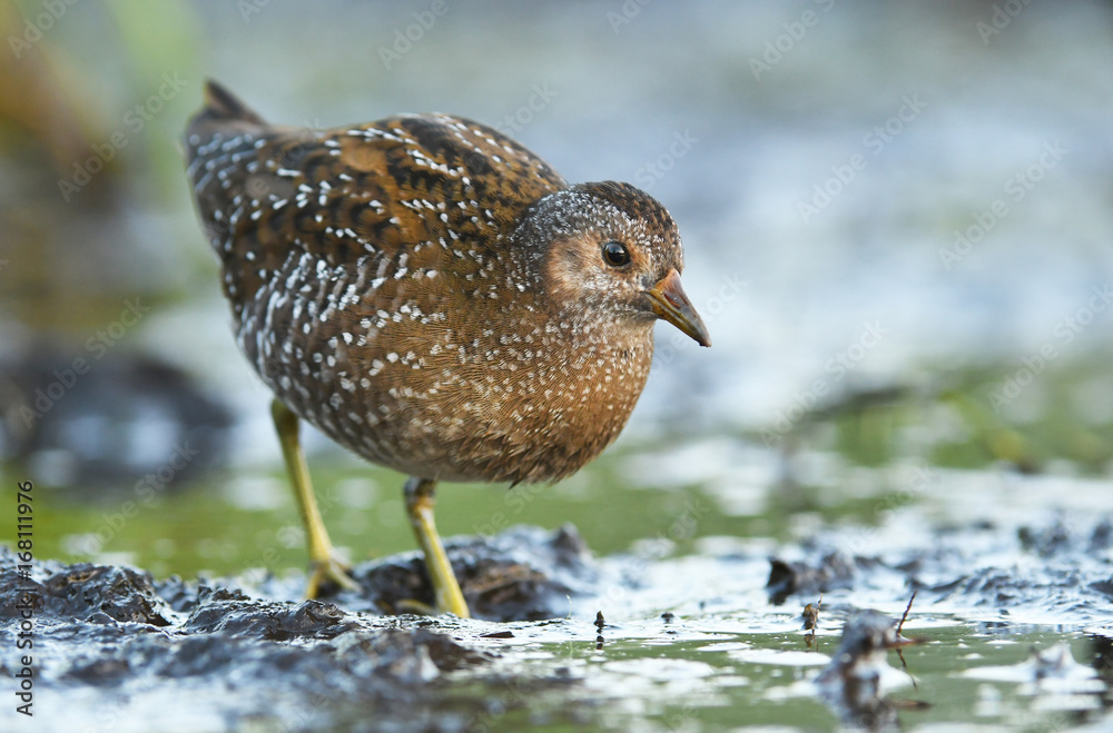 Obraz premium Spotted crake (Porzana porzana)