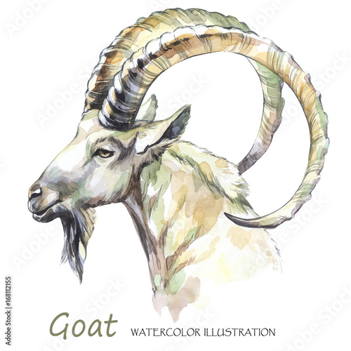 Watercolor goat on the white background. Mountain animal. Wildlife art illustration. Can be printed on T-shirts  bags  posters  invitations  cards  phone cases  pillows.