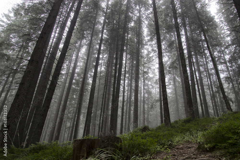 Obraz premium Forest in the fog