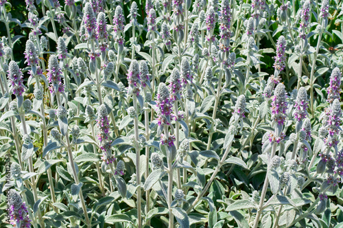 Blooming flowers Stachys byzantina medical plant photo