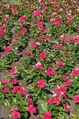 Red flowers background