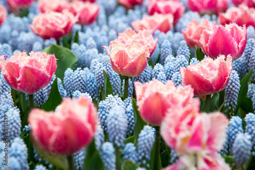 Colorful tulips in the park. Spring landscape