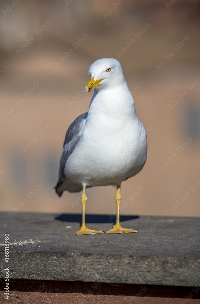 Seagull Seagull