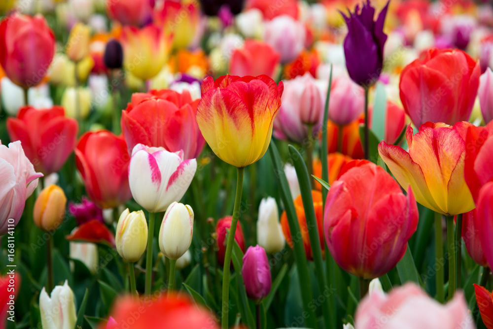 Colorful tulips in the park. Spring landscape
