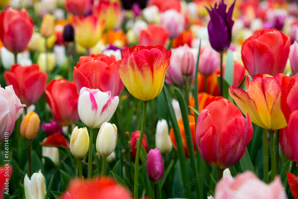 Colorful tulips in the park. Spring landscape Colorful tulips in the park. Spring landscape