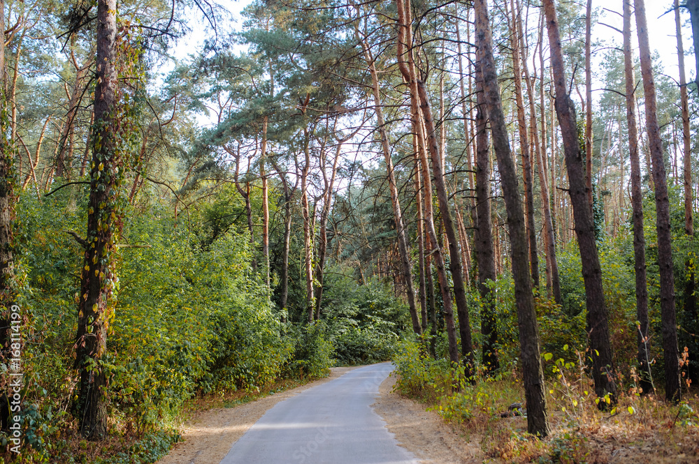 Curve road in forest. Deep autumn pine forest Curve road in forest. Deep autumn pine forest
