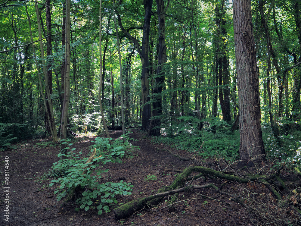 Obraz premium Summer forest,Northern Ireland