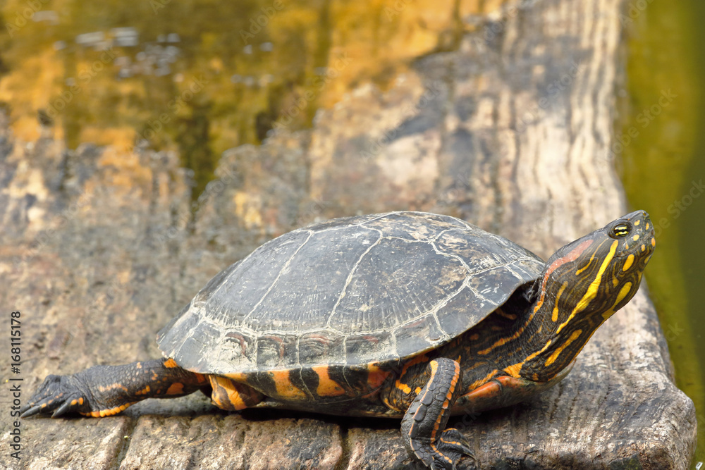 Obraz premium Tortuga de orejas rojas (Trachemys scripta elegans)