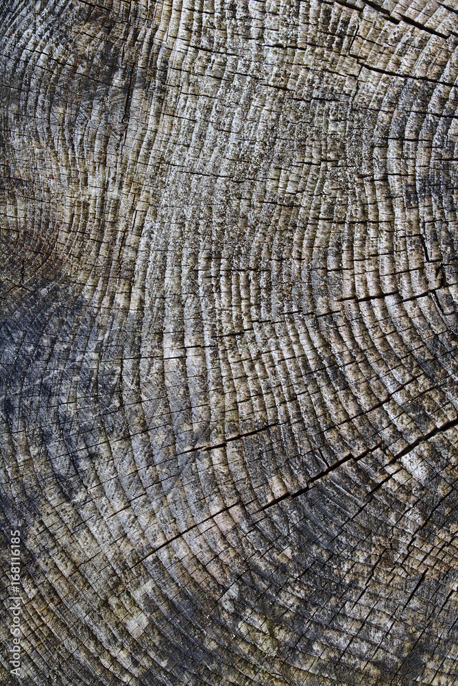 Fototapeta premium Rough weathered surface of a tree stump