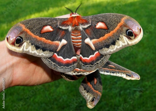 The beautiful giant silk moth butterfly called Cecropia Moth, Hyalaphora cecropia, mating pair - one of the largest butterflies or moths in the world, in a man's hand to show size