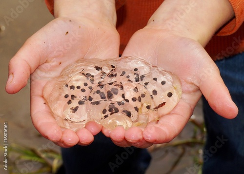 Boy holding amphibian egg mass - Spotted Salamander, Ambystoma maculatum, very similar to frog and toad eggs