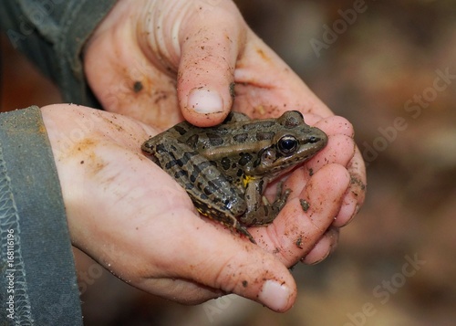 Dirty hands of a boy holding a frog, Pickerel Frog, Lithobates palustris