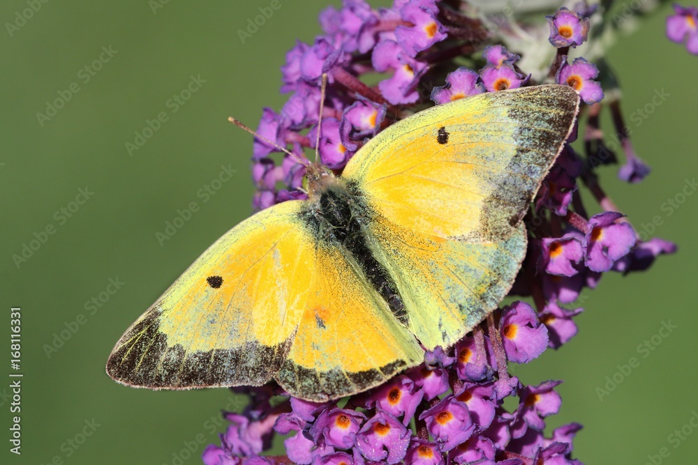 Naklejka premium Clouded Sulphur (Colias philodice) Butterfly
