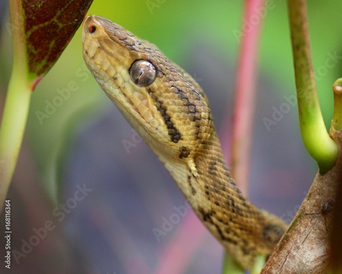 Snake in a rainforest - head of Tree Boa Constrictor snake, Corallus hortulanus