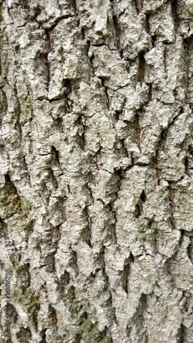 Fototapeta Naklejka Na Ścianę i Meble -  bark of tree