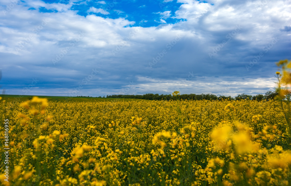 Obraz premium Canola field, landscape on a background of clouds. Canola biofuel.