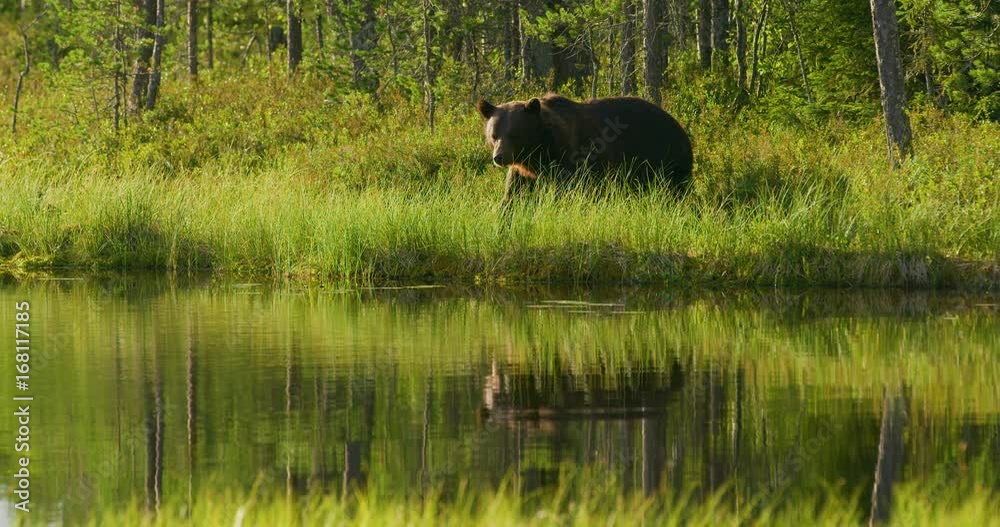 Large adult brown bear living free in the forest Large adult brown bear living free in the forest