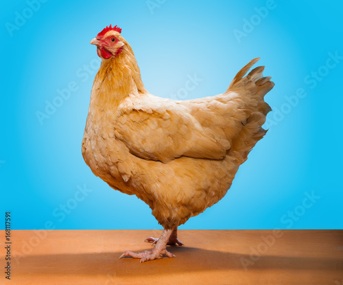Buff Orpington Chicken Tan Feathers on Blue Background Wood Surface