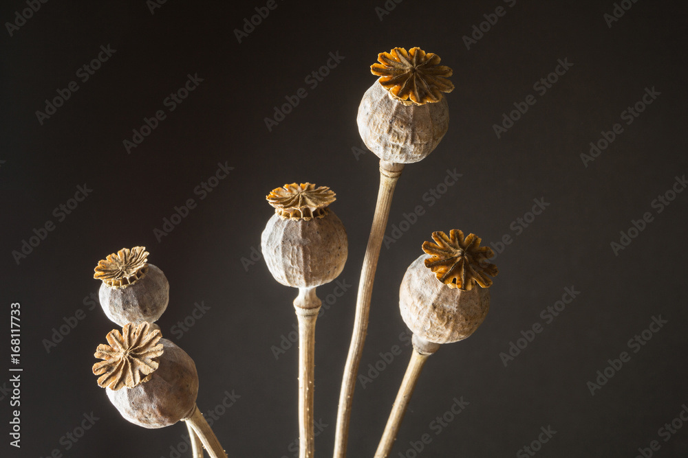 Head heads of opium poppy (Papaver somniferum) on a black background - obrazy, fototapety, plakaty 