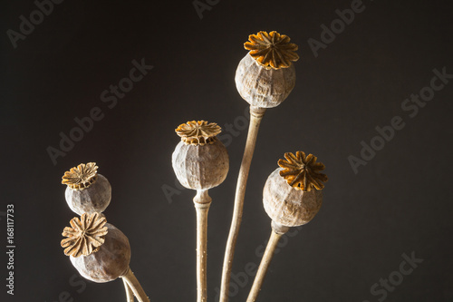 Head heads of opium poppy (Papaver somniferum) on a black background