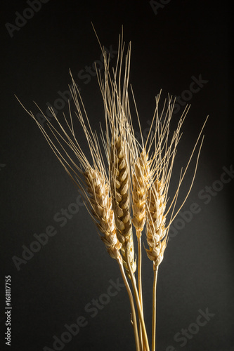 Dry golden organic wheat isolated on a black background, vertical.