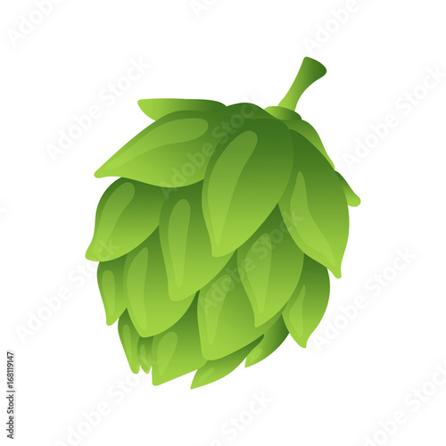 Hop organic herb plant which is used in the brewery of beer. For labels and packaging. Vector illustration. Isolated on white background