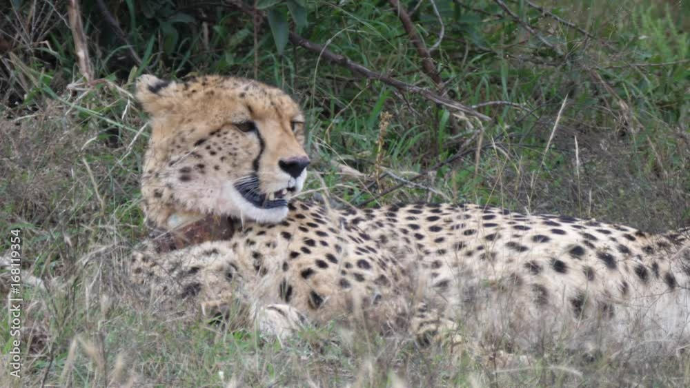 Cheetah with tracking device resting near a bush in Pilanesberg Game Reserve South Africa Cheetah with tracking device resting near a bush in Pilanesberg Game Reserve South Africa