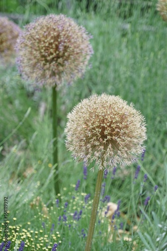 Lila Zierlauch - allium giganteum - nach der Blütezeit