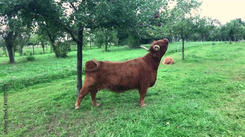 scottish highland cow at apple tree photo