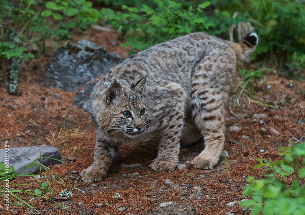 Obraz premium Juvenile Bobcat