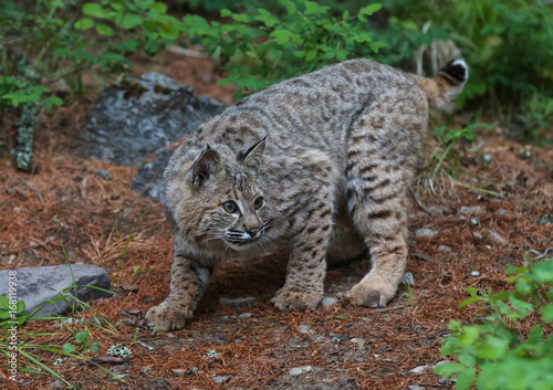 Juvenile Bobcat © Dee Carpenter