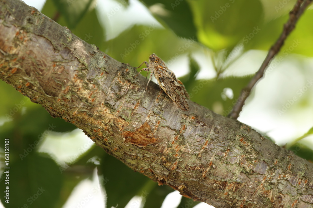 ニイニイゼミ ( Platypleura kaempferi ) ニイニイゼミ ( Platypleura kaempferi )