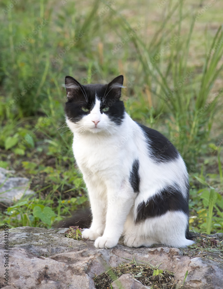 Cat black and white fur