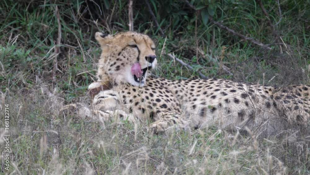 A yawning cheetah resting under a bush in Pilanesberg Game Reserve South Africa A yawning cheetah resting under a bush in Pilanesberg Game Reserve South Africa