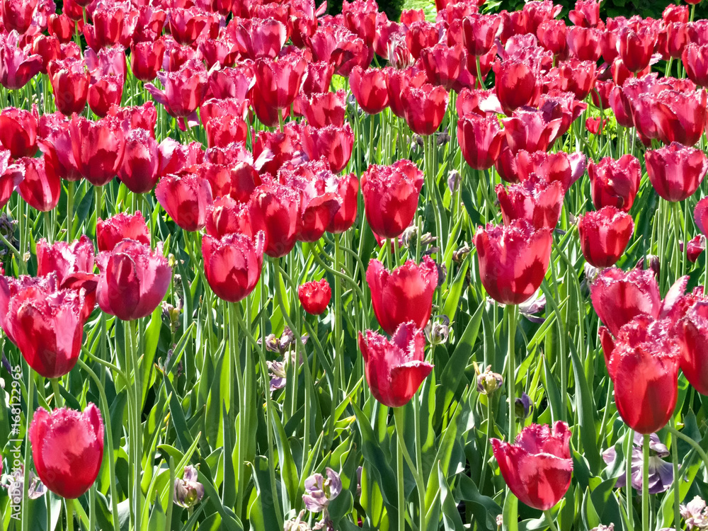 Fototapeta premium Tulips