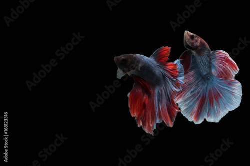 Capture the moving moment of Siamese fighting fish , betta fish isolated on black background.isolated on black background.