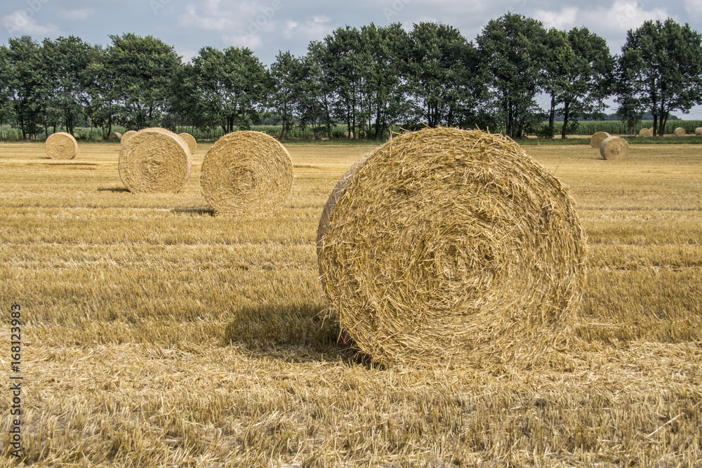 Wheat field after harvest with round straw bales in the meadow on farmland