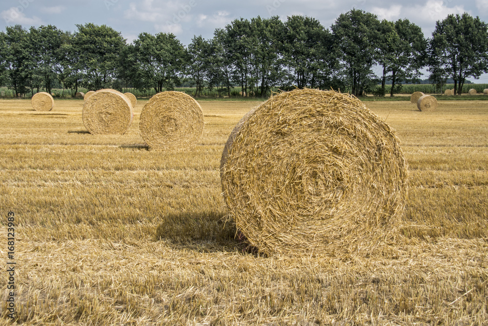 Wheat field after harvest with round straw bales in the meadow on farmland Wheat field after harvest with round straw bales in the meadow on farmland