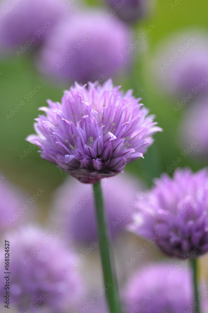 Closeup of Chive Herb in Garden Closeup of Chive Herb in Garden